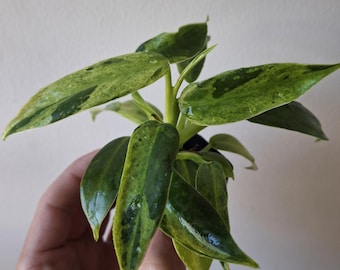 Variegated Philodendron Jose Buono | Green Cream Speckled Leaf | Live Plant