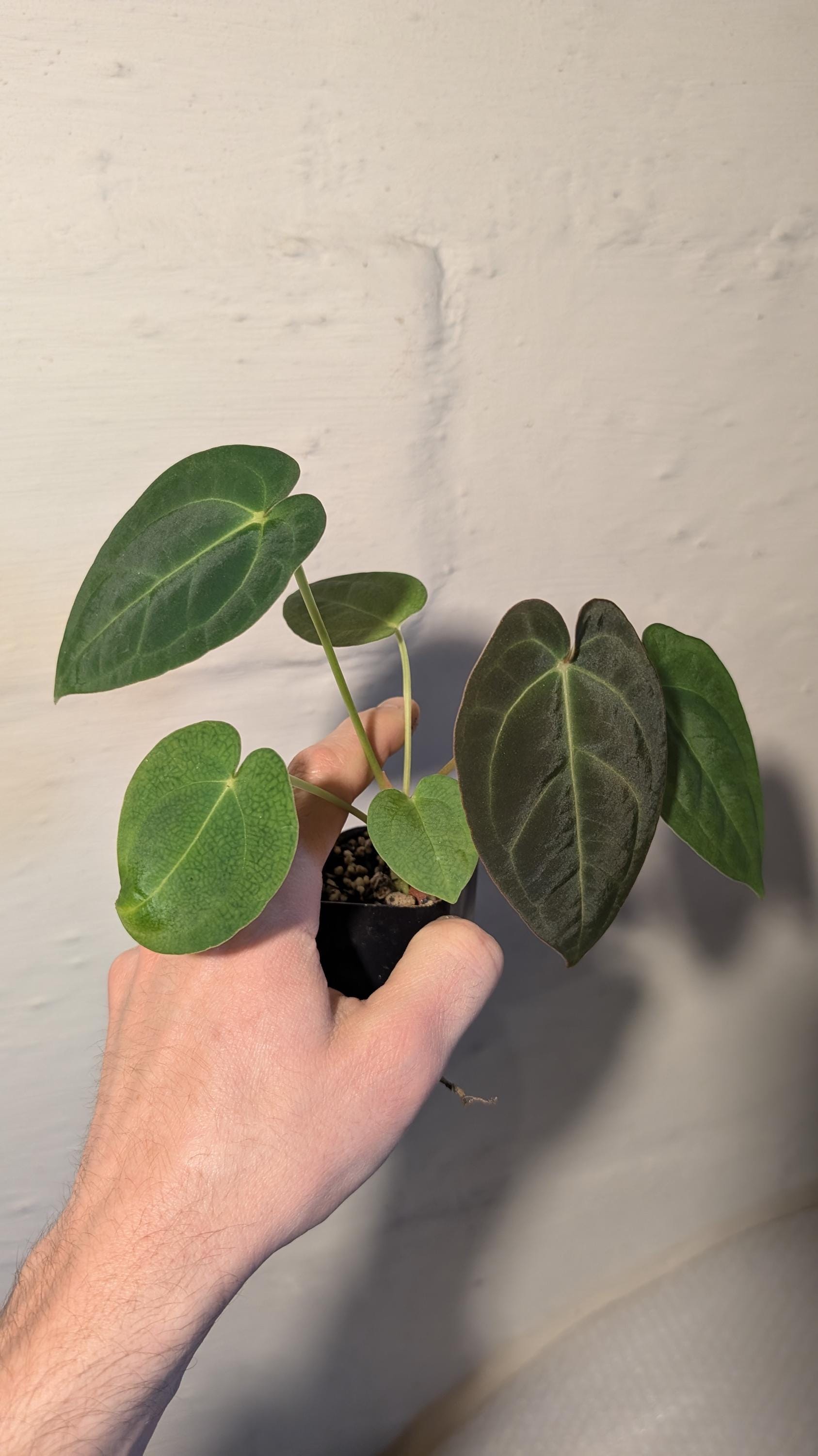 Anthurium Forgetii DF X (carlablackiae X Papillilaminum) - Etsy Anthurium Forgetii DF X (carlablackiae X Papillilaminum) - Etsy