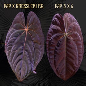 Anthurium (Pap x Dressleri RG) x (Pap 5 x 6) Seedlings - Grower's Choice