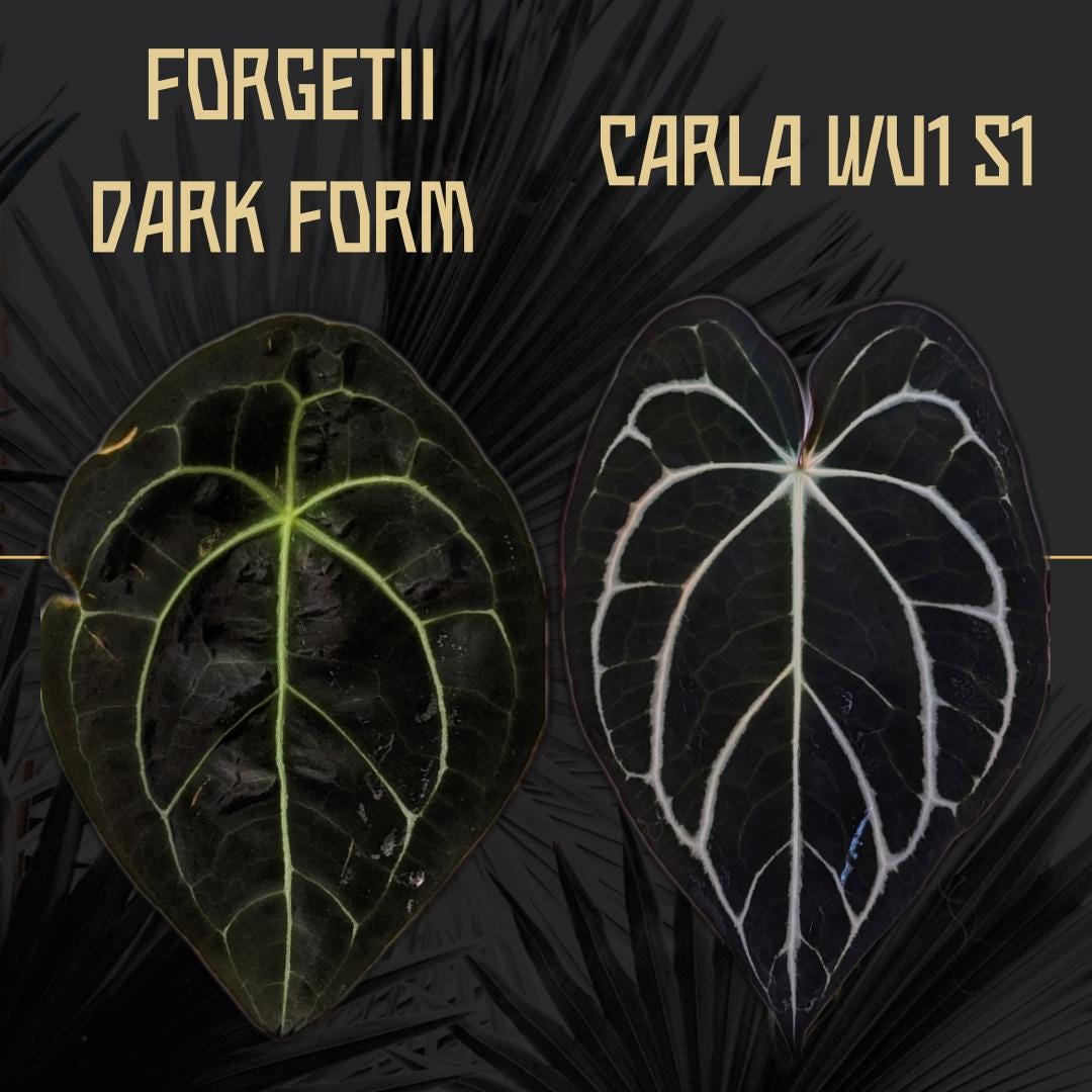 A. forgetii Aus var. × A. carlablackiae Anthurium Forgetii X Carlablackiae - Exact Plant - Etsy
