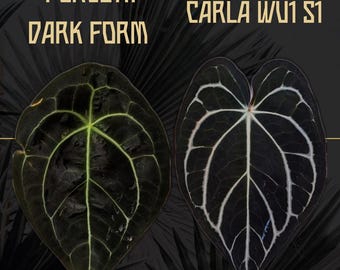 Anthurium Forgetii X Carlablackiae | Silver Veined Dark Velvet