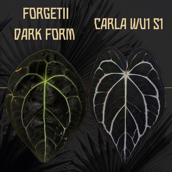 A. forgetii Aus var. × A. carlablackiae 4