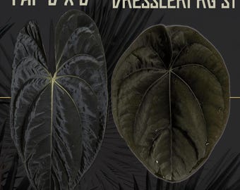 Anthurium (Pap 5 x 6) x Dressleri RG S1 - 2 Pack - Grower's Choice