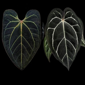 Anthurium (RC x Port) x (RC x Carla) - One Seedling