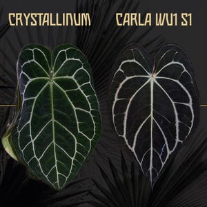 Anthurium Crystal x Carla - 2 Pack of Seedlings - Grower&#39;s Choice