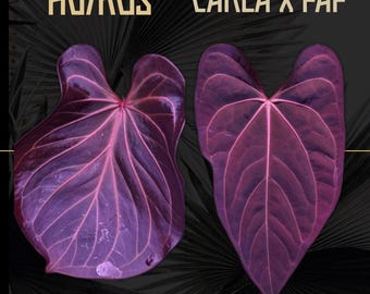 Anthurium Hybrid - KOS X (carla X Pap) - Exact Plant in Video