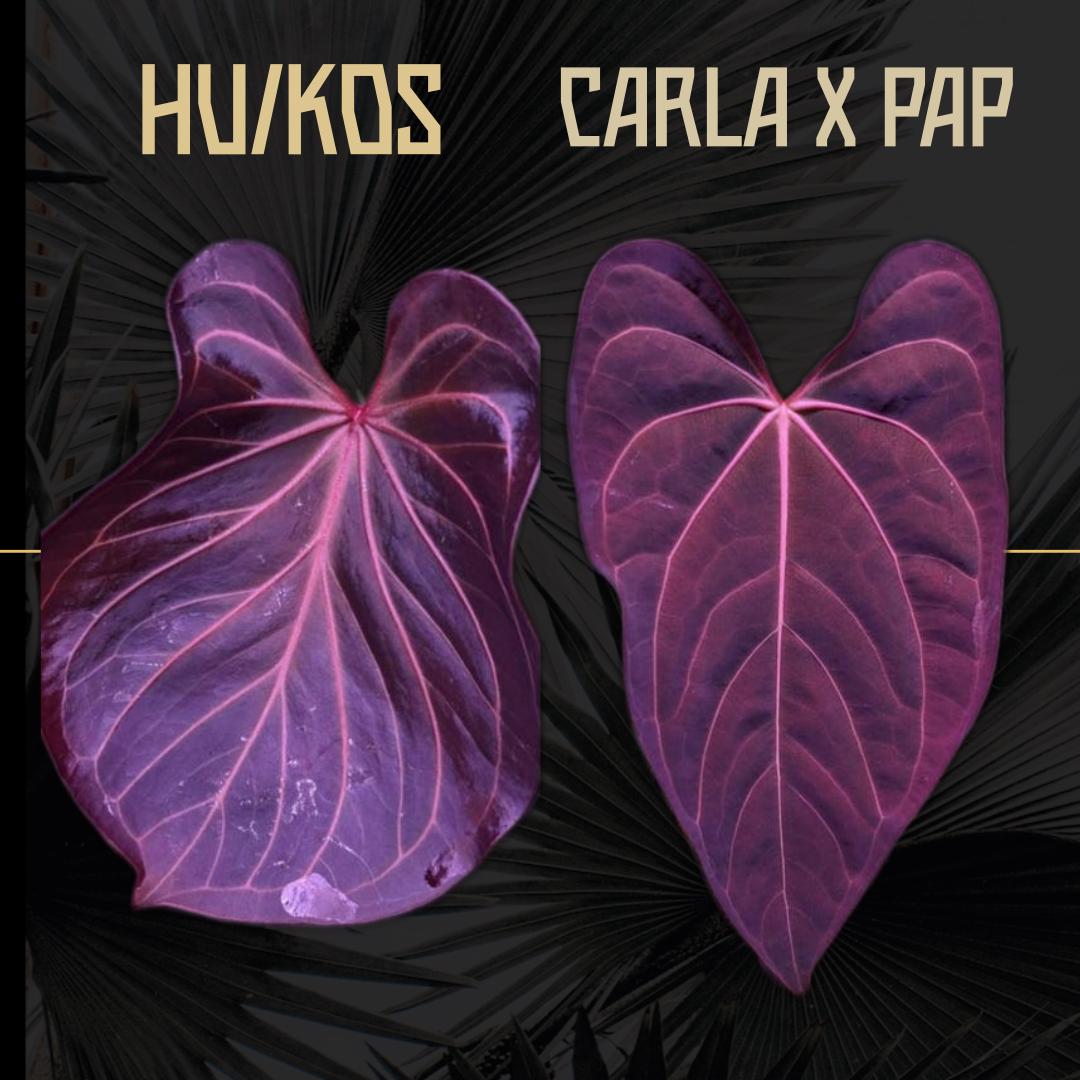 Anthurium KOS X (carla X Pap) - Exact Plant in Video! - Etsy