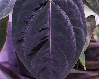 Anthurium Hybrid - KOS X (carla X Pap) - Exact Plant in Video