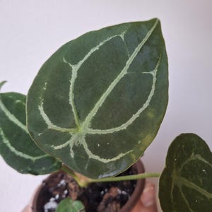 Anthurium Forgetii - hybrid