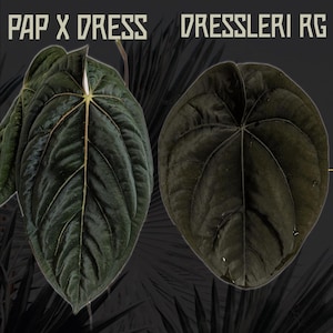 Anthurium Papillilaminum Black Velvet - Etsy