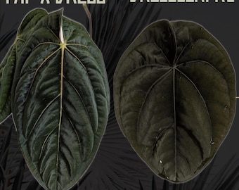 Seed Grown Anthurium Black Sweet X Fort Sherman Starter Plant (ALL