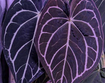 Anthurium Forgetii X Carlablackiae - Exact Plant - Etsy
