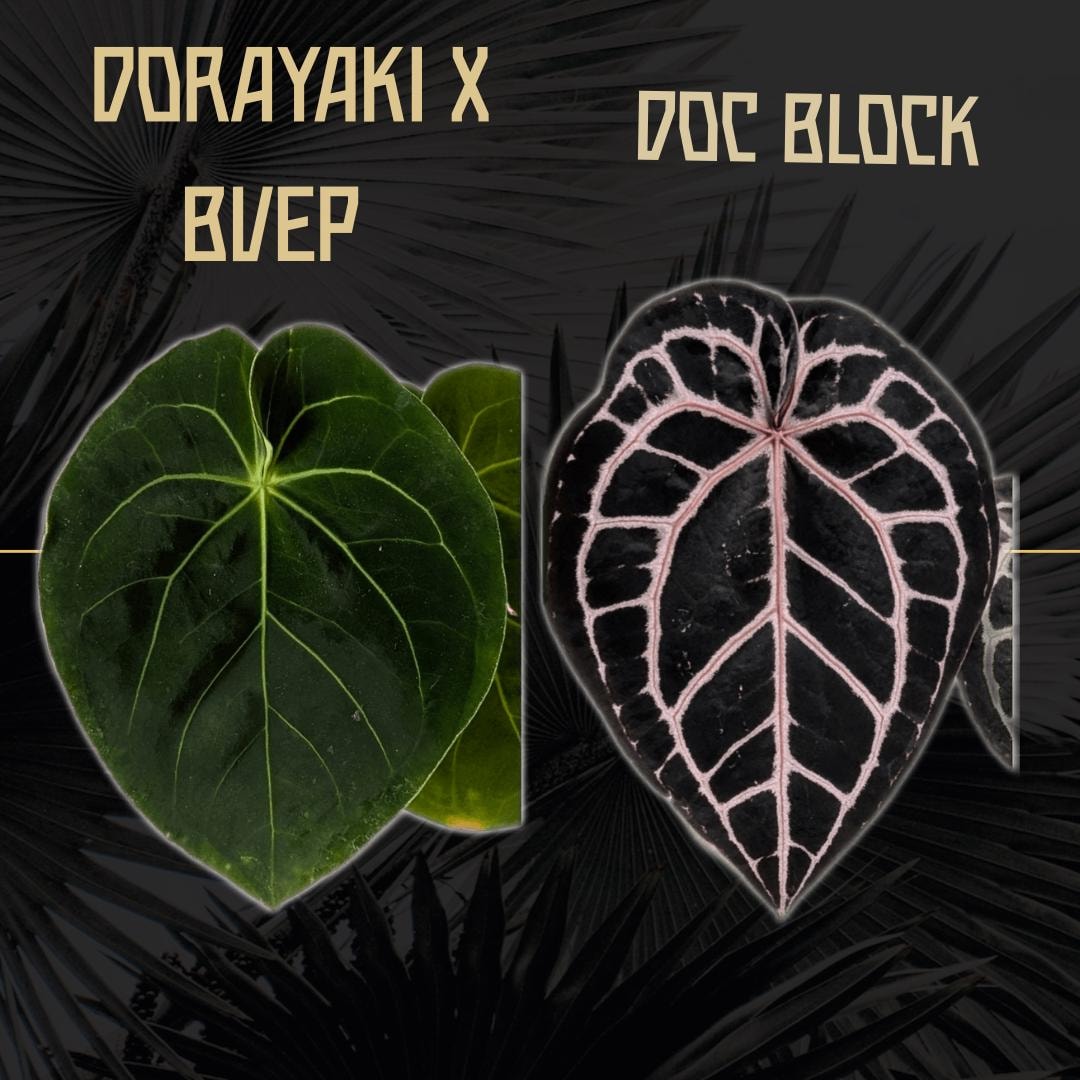 Anthurium (dorayaki X BVEP) X Doc Block - One Seedling - Grower's