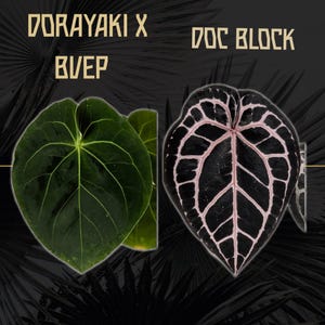 Anthurium (Dorayaki x BVEP) x Doc Block - One Seedling - Grower&#39;s Choice