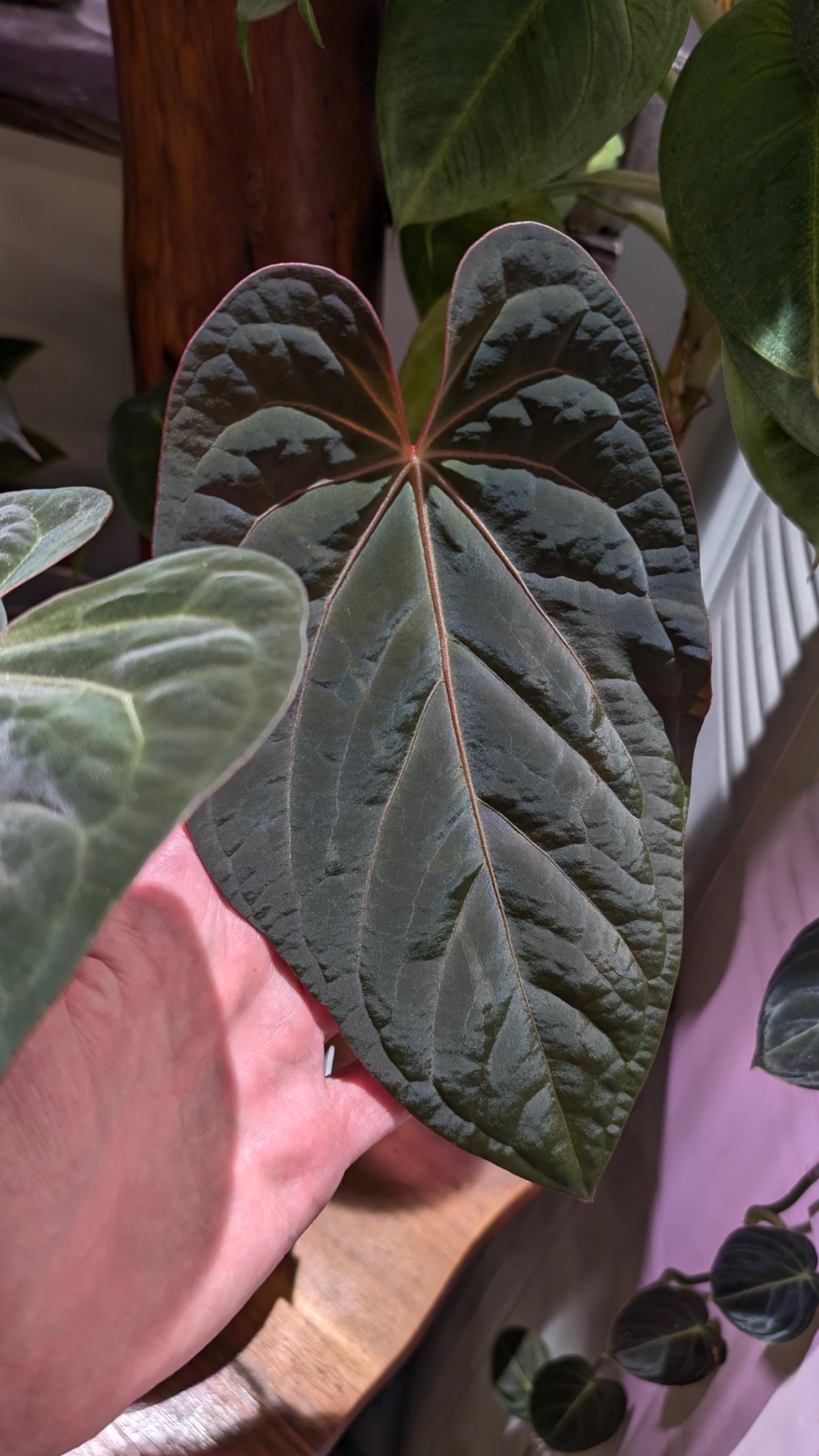 Anthurium RL（JV）x “Subsignatum x FS（JV） Anthurium Subsignatum