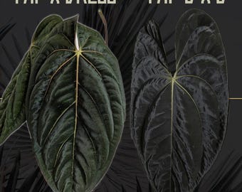 Scott Cohen Anthurium Antolakii (known as BVEP) X NSE Anthurium