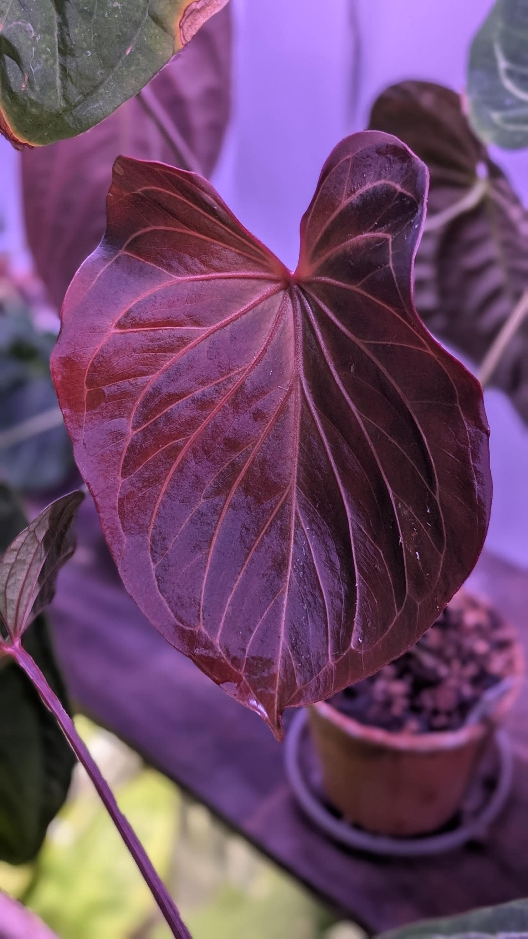 Anthurium KOS X (carla X Pap) - Seedlings - Grower's Choice - Etsy