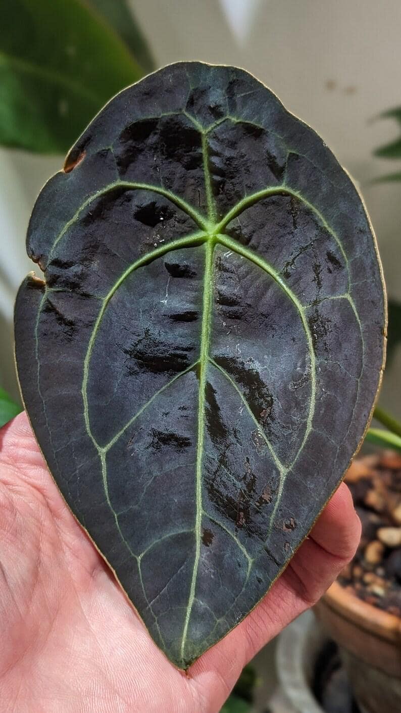 A. forgetii Aus var. × A. carlablackiae② Anthurium Forgetii X Anthurium (carlablackiae X Papillilaminum F2
