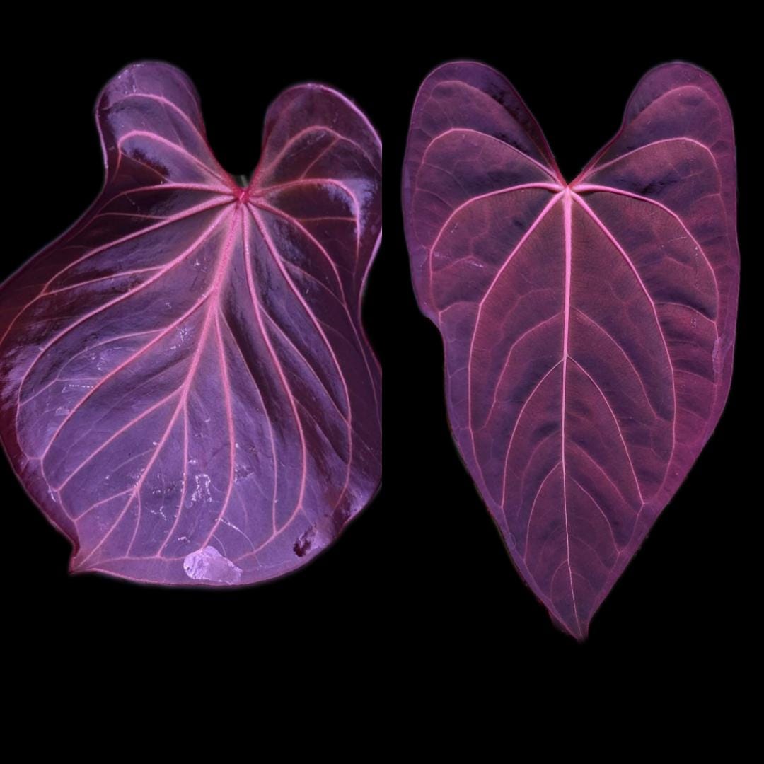 Anthurium Wonder Boy - Etsy Anthurium Wonder Boy - Etsy