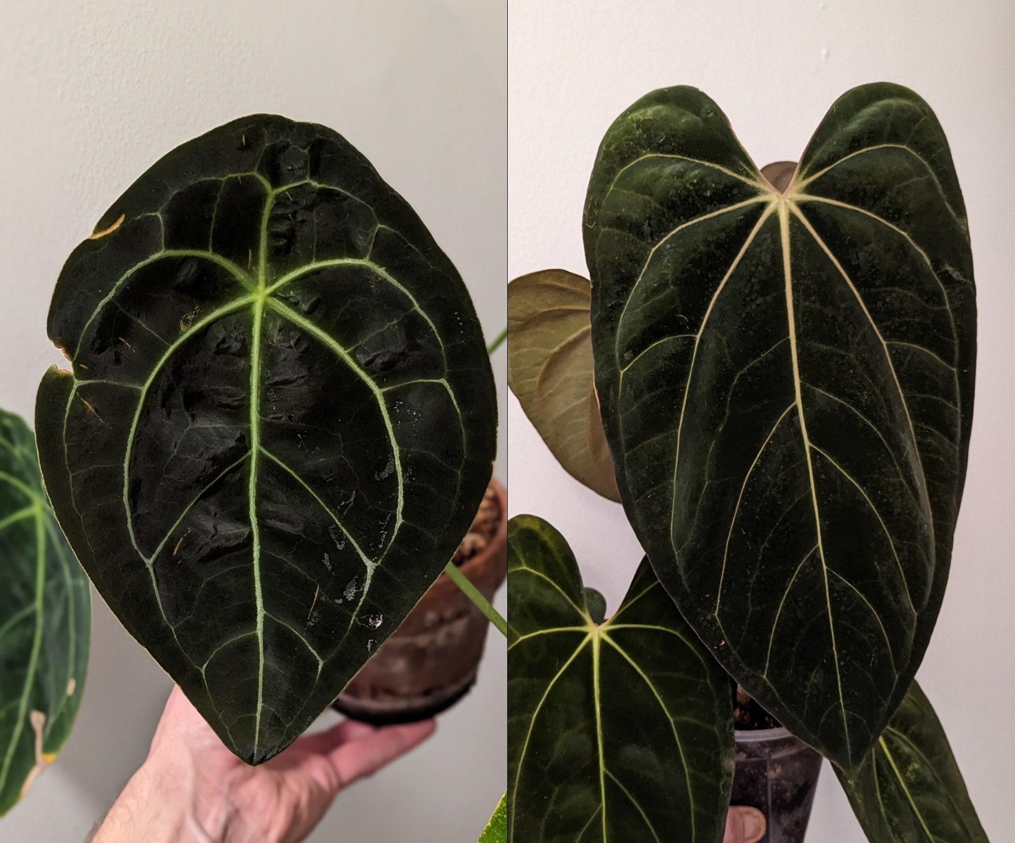 Anthurium Forgetii DF X (carlablackiae X Papillilaminum) - Etsy Anthurium Forgetii DF X (carlablackiae X Papillilaminum) - Etsy