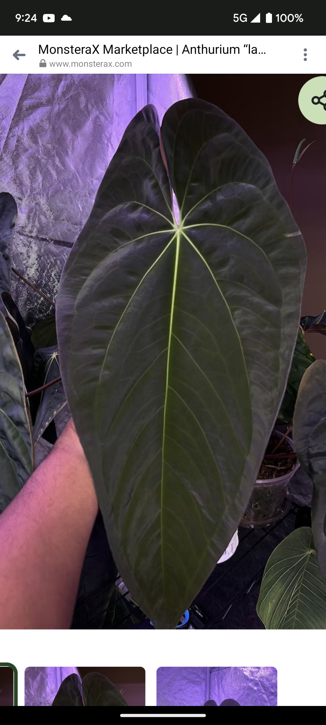 Anthurium Papillilaminum 'lago Gatun' F2 - Etsy