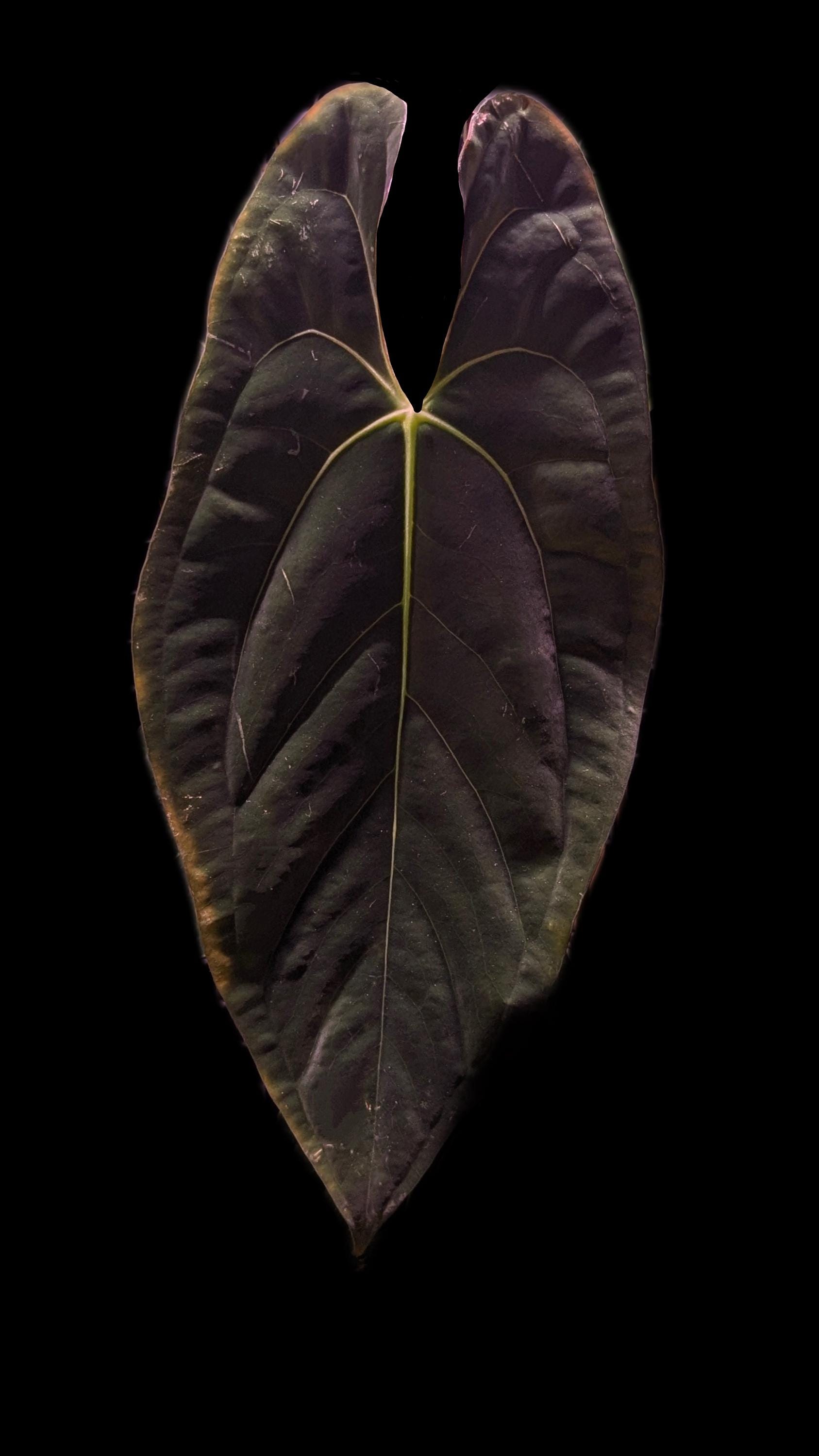 Anthurium Papi - Etsy