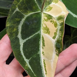 Anthurium Zara x self 実生株 Anthurium Zara x self 実生株