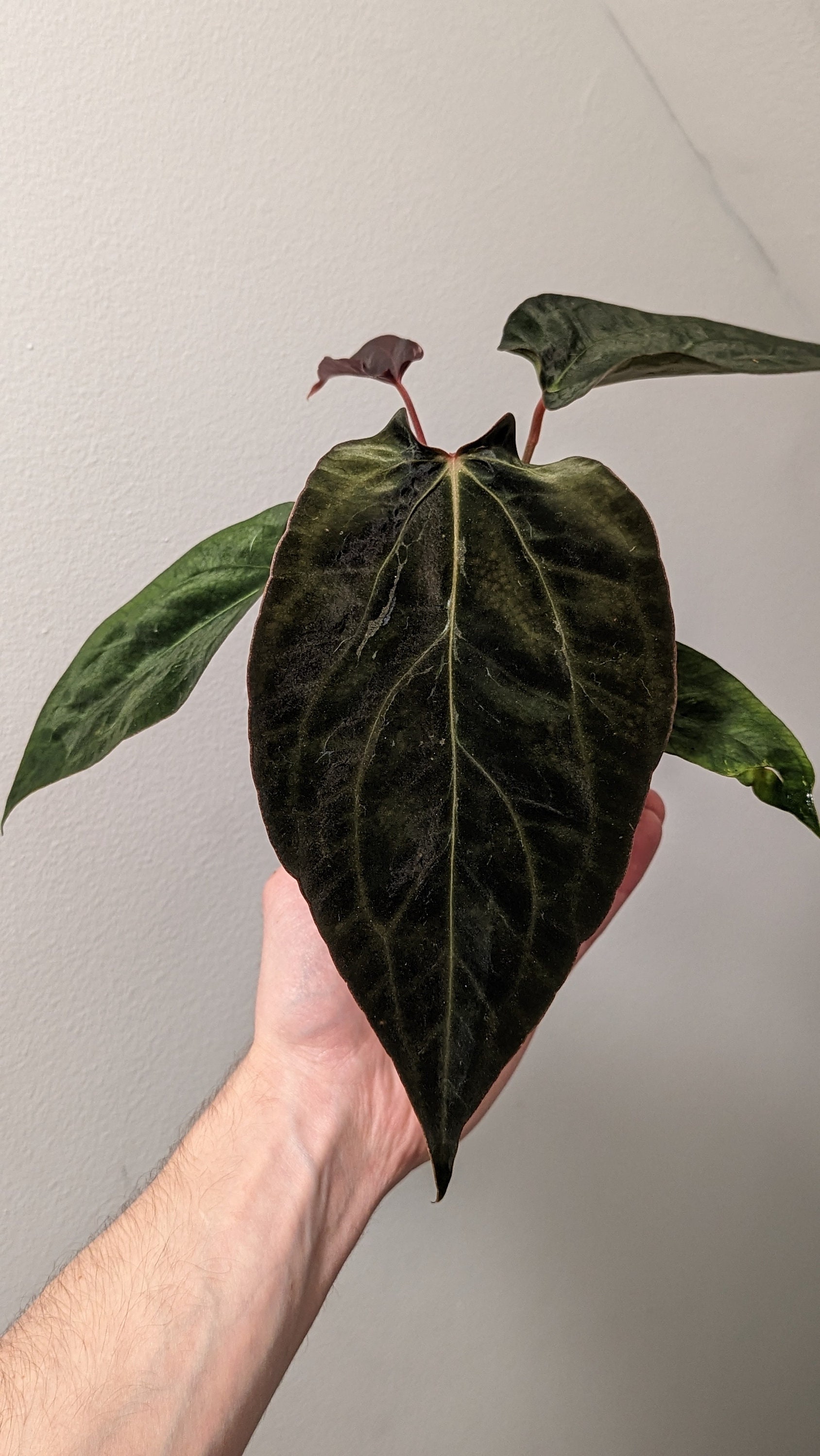 アンスリウム fs ✖️port アンスリウム パピリラミナム FS x