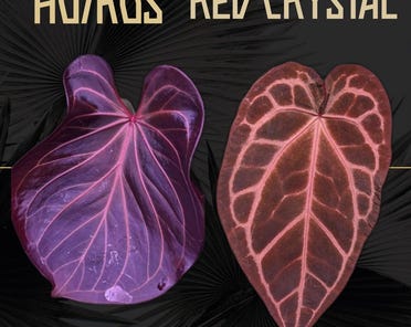 Anthurium KOS X Red Crystal - Large Seedling - Etsy