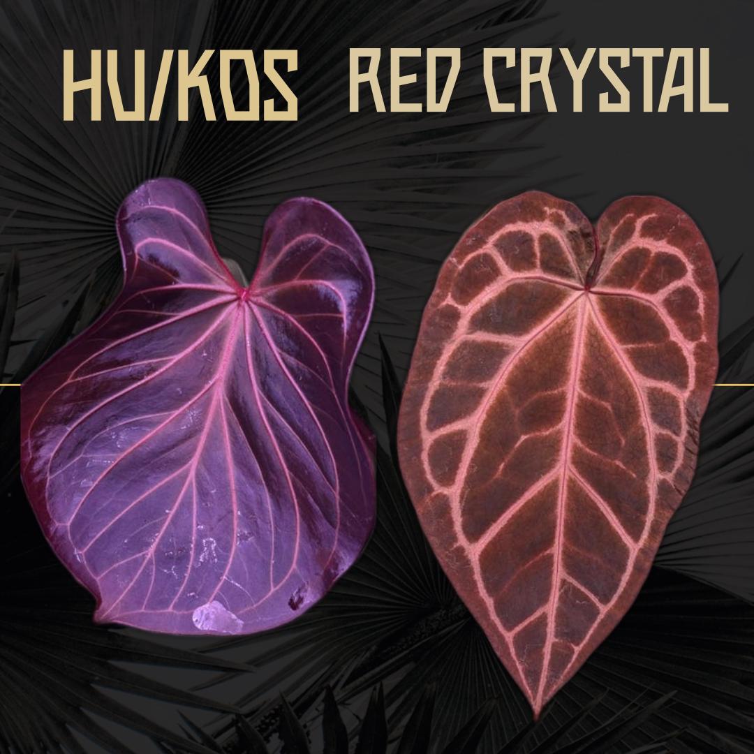 Anthurium KOS X Red Crystal - Seedlings - Grower's Choice - Etsy