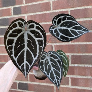 Anthurium SKG Grey X (zara X Michelle) - Etsy Hong Kong