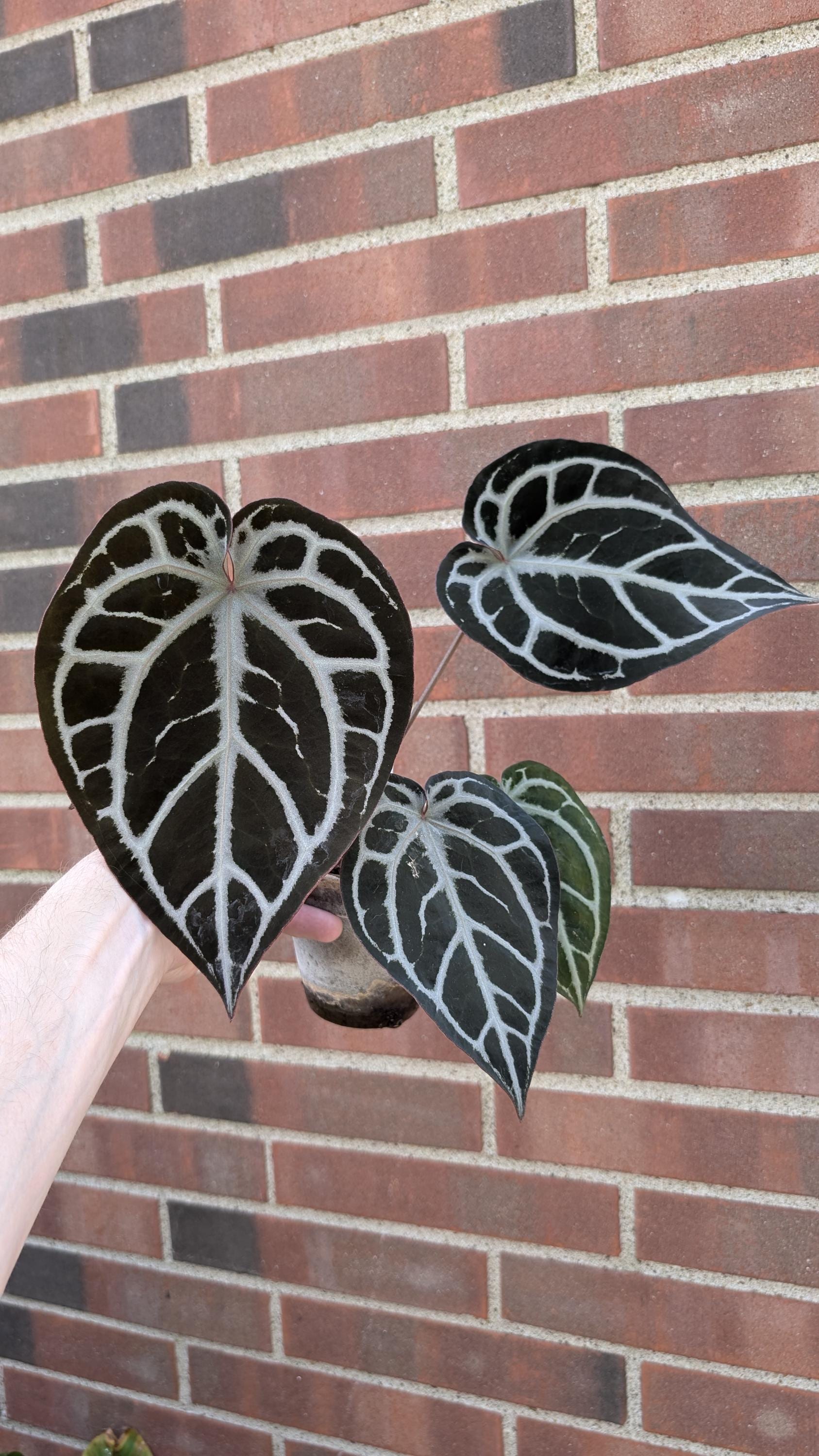 Anthurium SKG Grey X (zara X Michelle) - Etsy Hong Kong