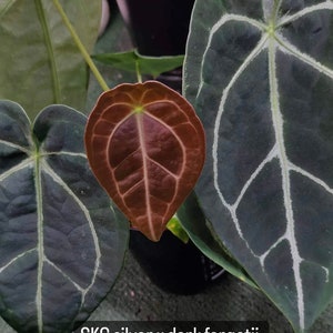 Anthurium (SKG Silver X Forgetii) X (michelle X Zara) - Etsy