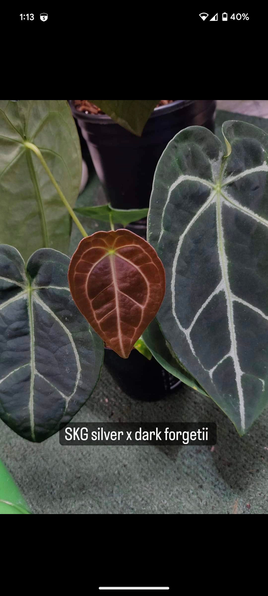 Anthurium (SKG Silver X Forgetii) X (michelle X Zara) - Etsy Anthurium (SKG Silver X Forgetii) X (michelle X Zara) - Etsy