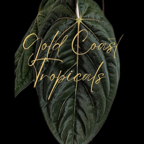 Anthurium Forgetii X Carlablackiae - Exact Plant - Etsy