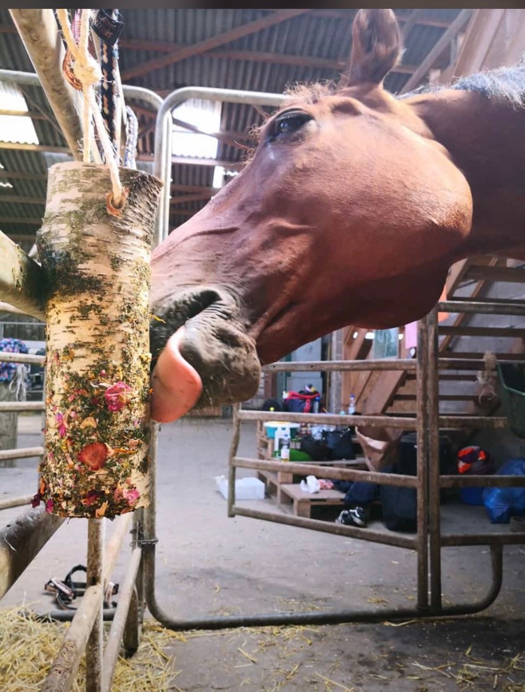 Nibbler Wood Horse Donkey Small Gift Herb Wood Horse Toy Etsy