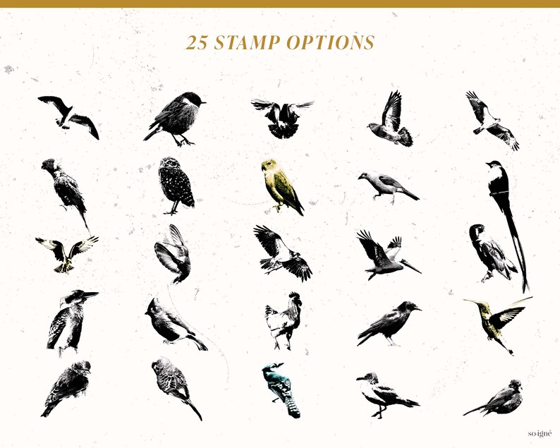 25 Vintage Bird Stamps for Procreate Color Swatches Ipad, Illustration