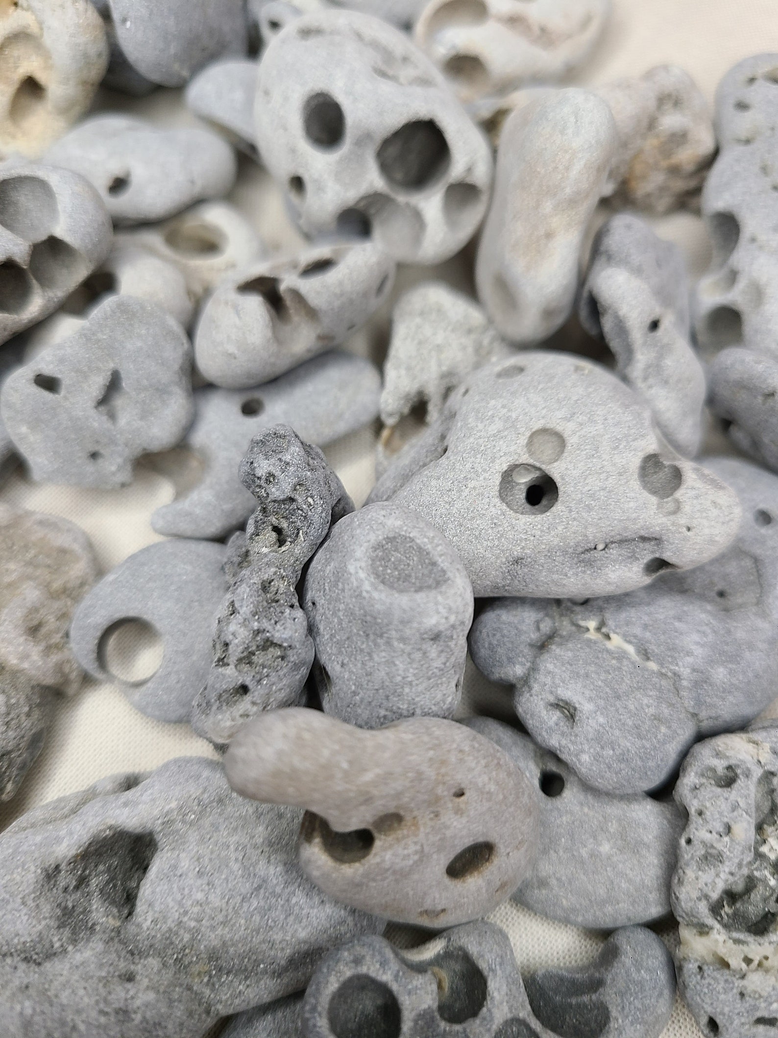 Lot of Piddock Hag Stones Etsy