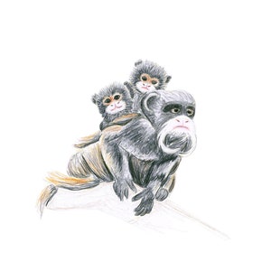 Puede incluir: Un mono negro y gris con la cara blanca y los labios rojos sostiene a dos monos más pequeños en su espalda. Los monos están sentados en una rama.
