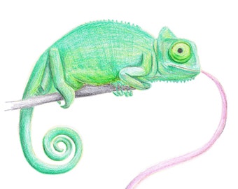 Chameleon, Fine Art Print of a Colored Pencil Drawing by Kat Dicconson