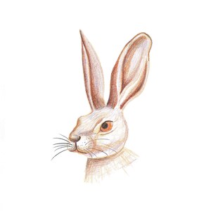 Rabbit, Fine Art Print of a Colored Pencil Drawing by Kat Dicconson