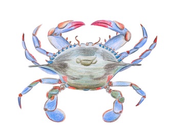 Atlantic Blue Crab, Fine Art Print of a Colored Pencil Drawing by Kat Dicconson