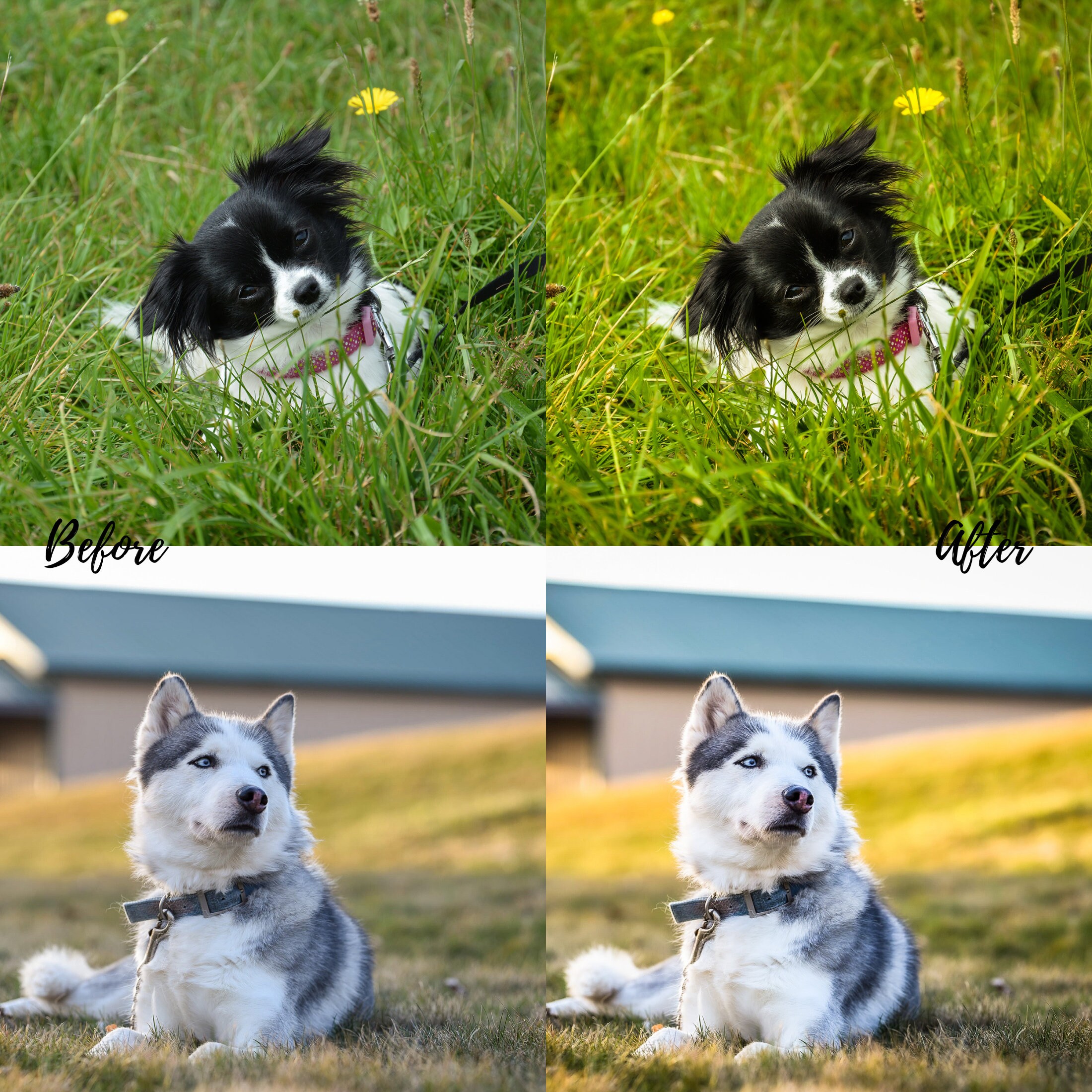 12 Dog Presets, Lightroom Presets, Dog Instagram Filter, Pet Presets ...