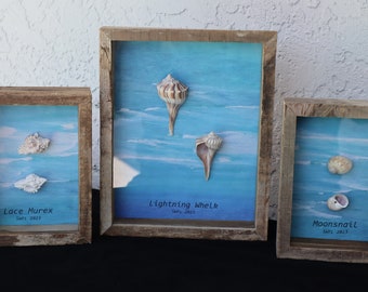 Seashell Shadow Box Frames - set of 3