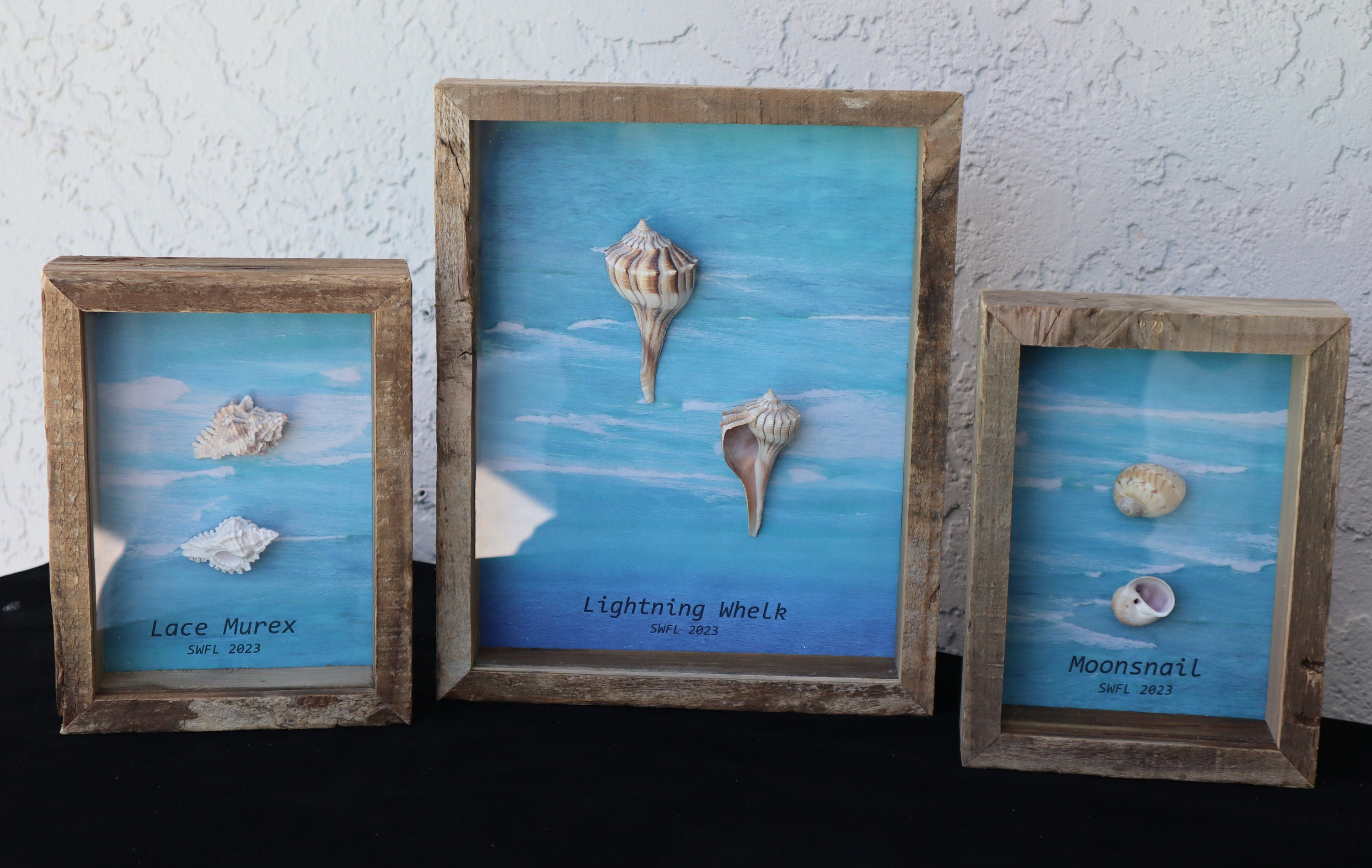 Seashell Shadow Box Frames - Set of 3 - Etsy