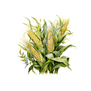 Clipart de milho em aquarela - arte com tema de fazenda, ilustração de milho, arte botânica, arte de colheita e clipart de vegetais, pintura de milho