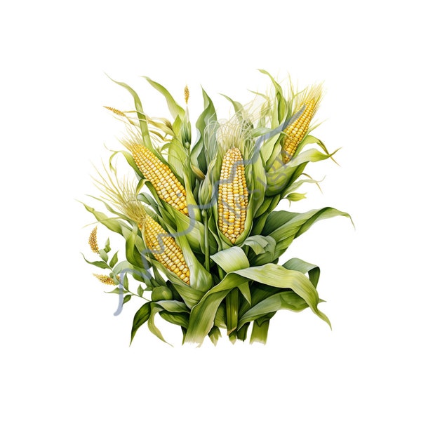 Watercolor Corn Clip Art - Farm-Themed Art, Corn Illustration, Botanical Artwork, Harvest Artwork and Vegetable Clipart, Corn Painting