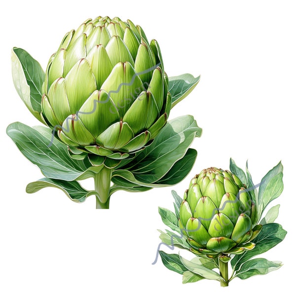 Botanical Art: Watercolor Artichokes - Eco Kitchen Decor, Vegetable Prints - Set of 12 Artichoke Clip Art Illustrations