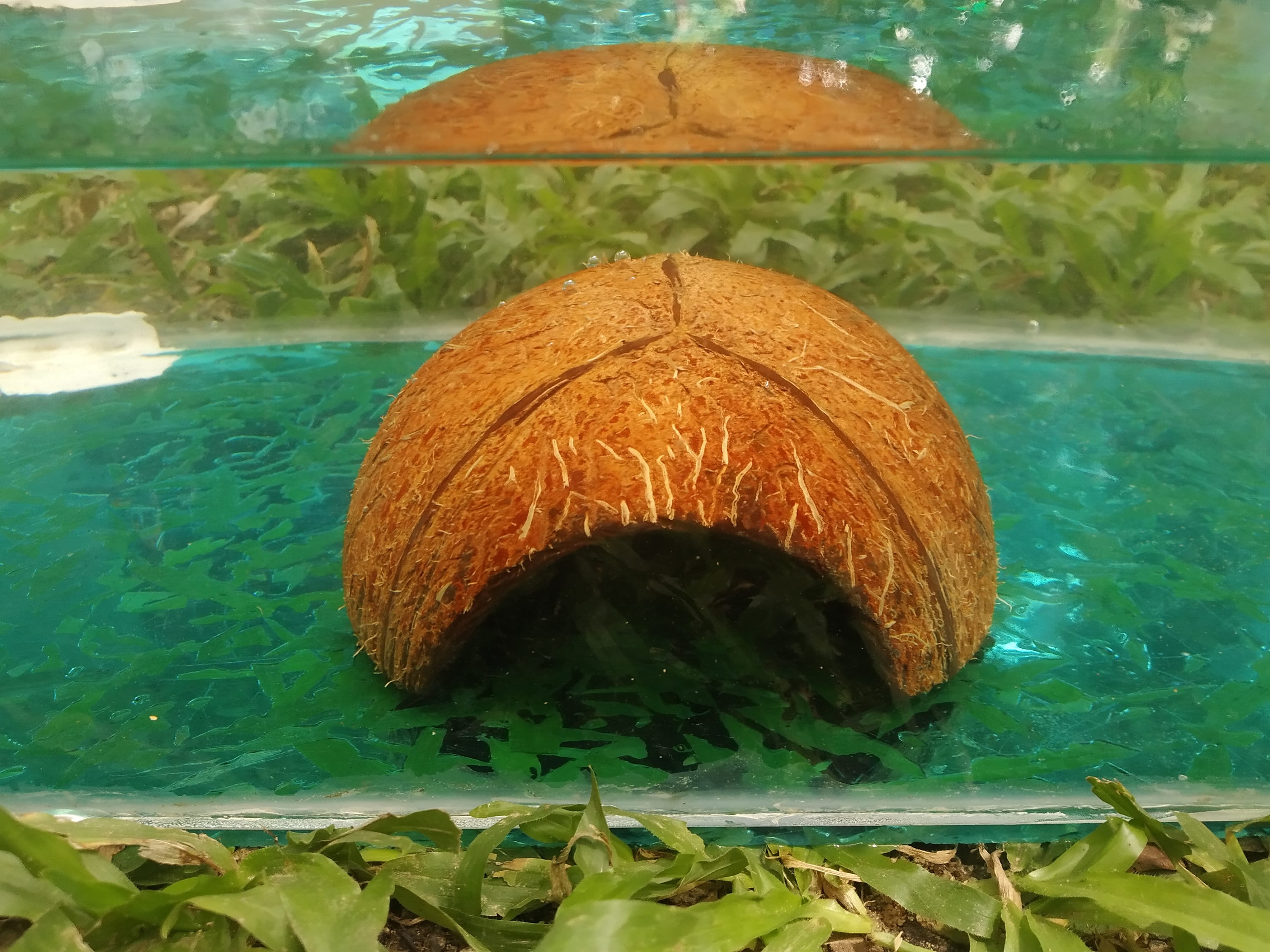 Coco Shrimp Cave Aquarium Cave Décor Natural Fish Hide Cave Etsy