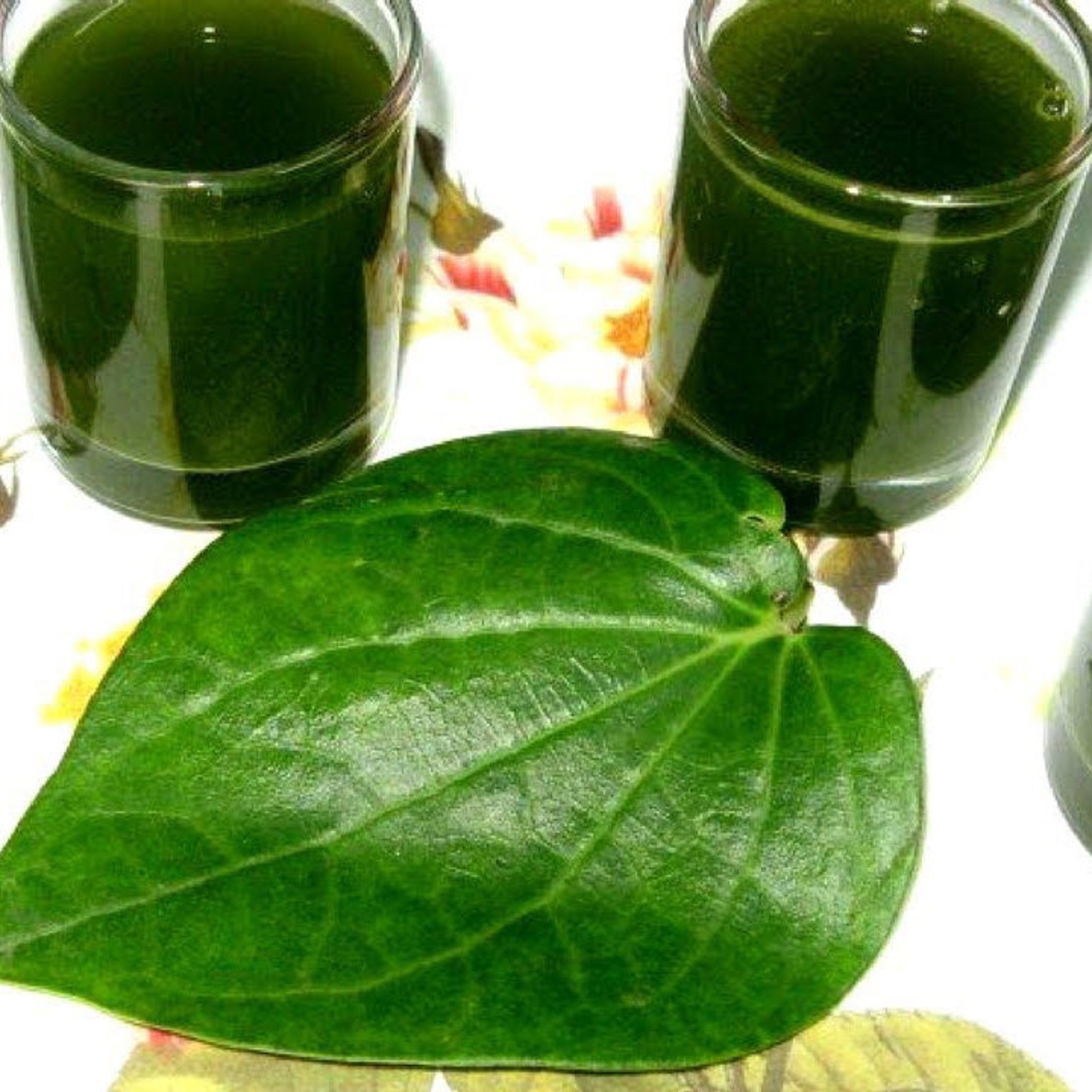 Fresh Sun Dried Betel Leaves Betel Leaf Powder 100 Organic Etsy